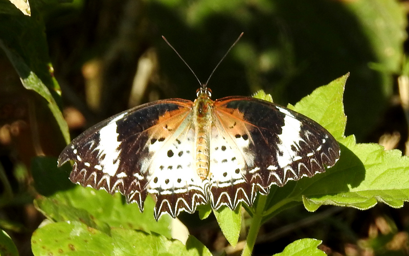 Butterflies